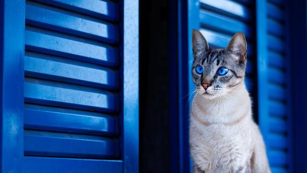 Cat With Blue Eyes Wallpaper