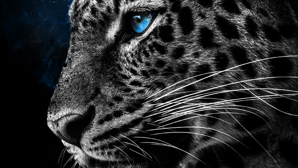 Cheetah Galaxy Eyes Wallpaper