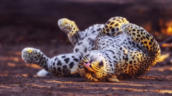 Cheetah In Playful Mood Wallpaper