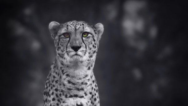 Cheetah Monochrome 4k Wallpaper