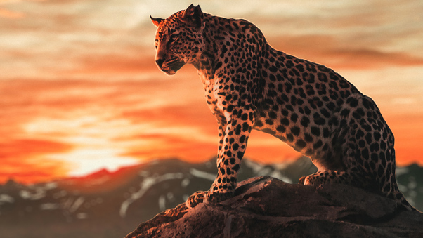 Cheetah Morning Time 4k Wallpaper