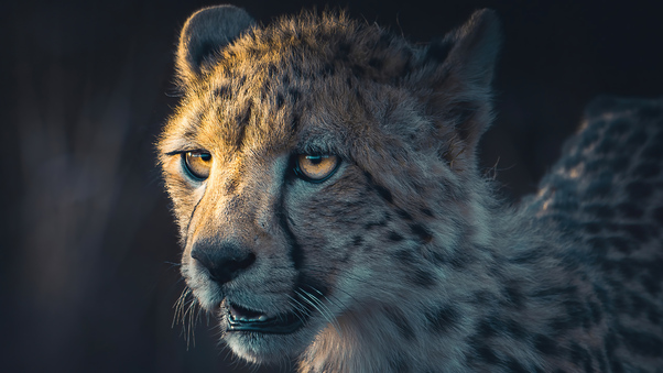 Cheetah Portrait Wallpaper