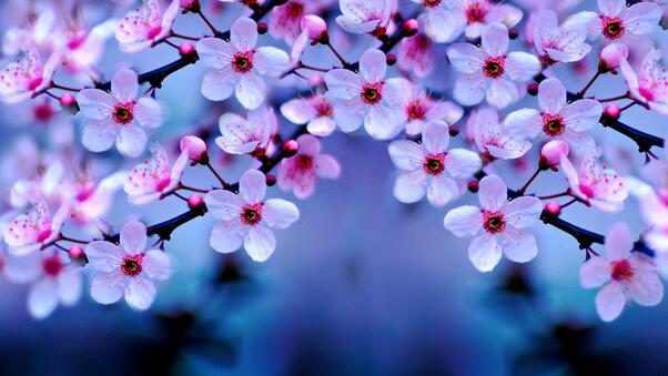 cherry-blossom-4k-2q.jpg