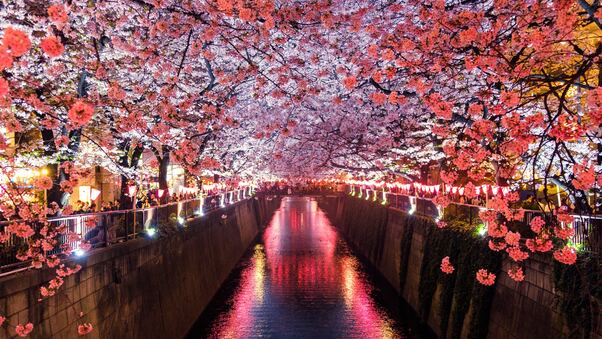 Cherry Blossom Trees Covering River Canal Wallpaper,HD Nature ...