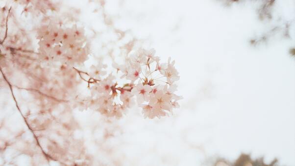 cherry-blossoms-flowers-2e.jpg