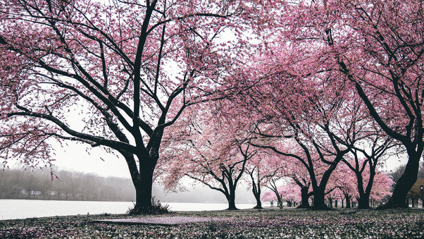 Cherry Blossoms Trees 4k Wallpaper