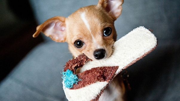 Chihuahua Puppies Wallpaper