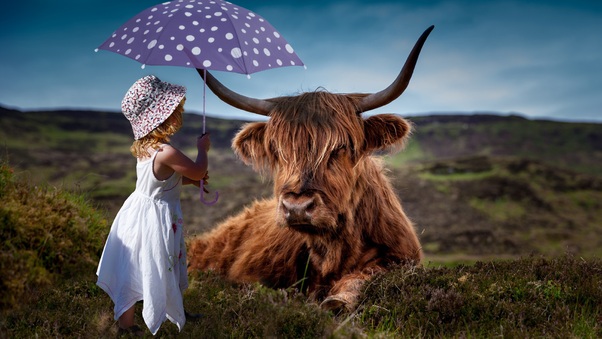 Child Cow Umbrella 5k Wallpaper
