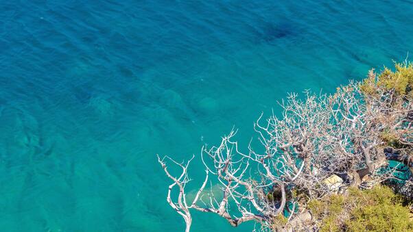 Clear Sea Trees Branches Ultra Quality 4k Wallpaper