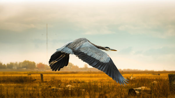 Close Up Of Heron Flying Over Field Against Sky Wallpaper