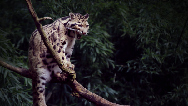 Clouded Leopard Yawning 5k Wallpaper