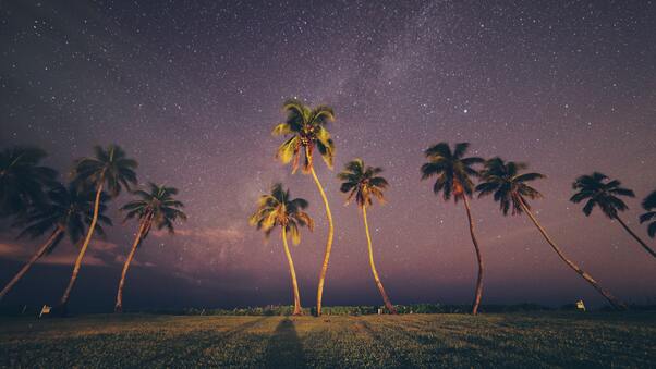 Coconut Trees Under Starry Sky Wallpaper