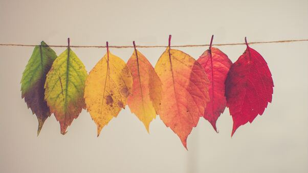 Colorful Autumn Leafs 5k Wallpaper