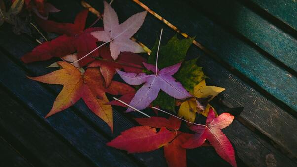 Colorful Leaves Autumn 5k Wallpaper