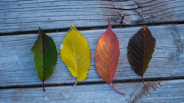 Colorful Leaves Wood Outdoors Wallpaper