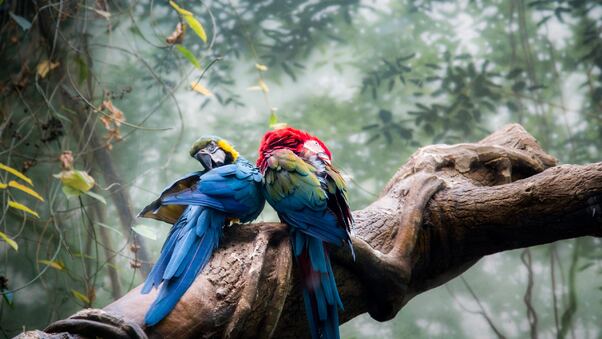 Colorful Parrots Couple Wallpaper
