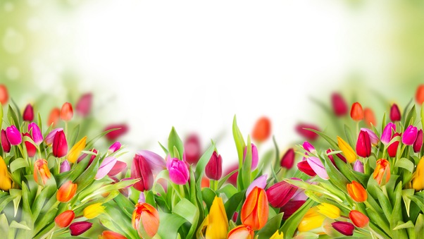 Colorful Tulips Wallpaper
