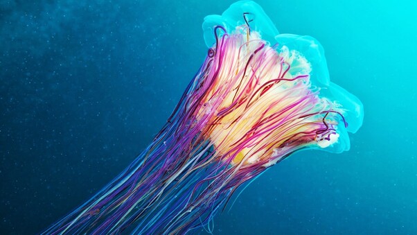 Colorful Underwater Wallpaper