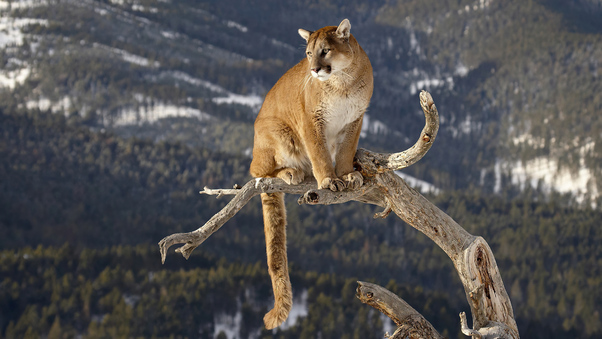 Cougar On A Branch 4k Wallpaper