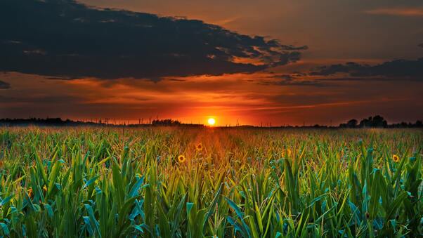 Crop Field Sunset Wallpaper