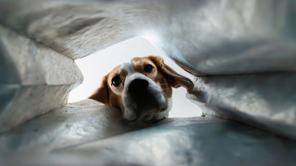 Curious Dog Peeking Into A Bag (3000x2000) Resolution Wallpaper