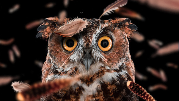 Curious Owl Wallpaper