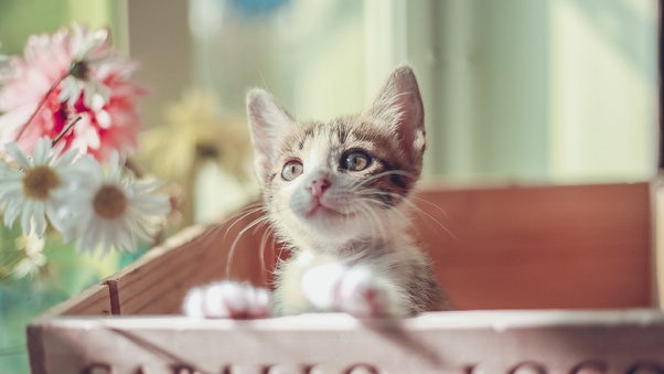 Cute Cat Kitty Wallpaper