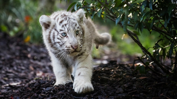 Cute Cub Bengal White Tiger Wallpaper