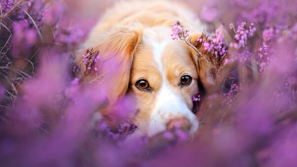 Cute Dog In Flowers Wallpaper