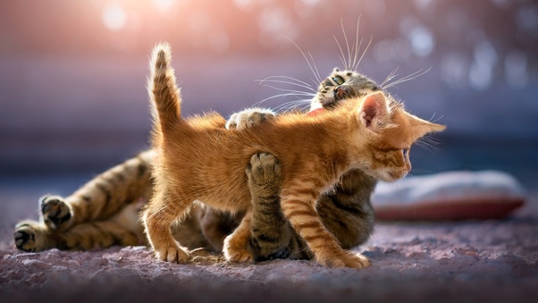 Cute Kittens Wallpaper