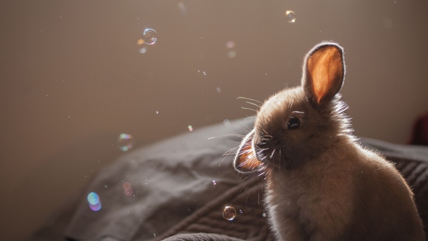Cute Rabbit 2 Wallpaper