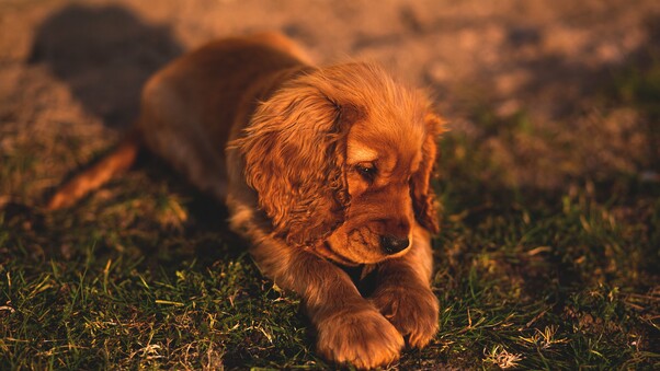 Cute Small Puppy Brown Hairs Wallpaper