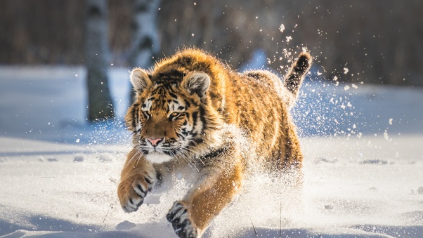 Cute Tiger Cub Running Wallpaper