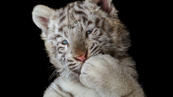 Cute White Tiger Cub Wallpaper