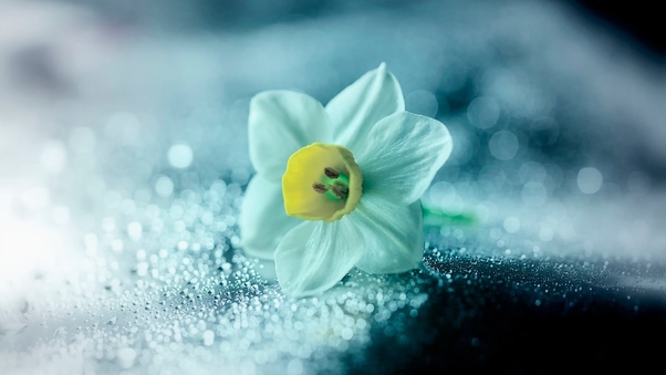 Daffodil Flower Petals Drops Wallpaper