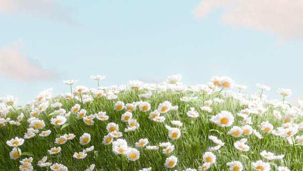 Daisy Field (3000x2000) Resolution Wallpaper