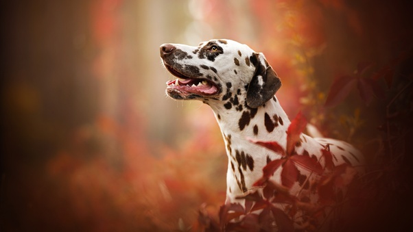 Dalmatian Breed Dog Wallpaper