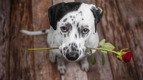 Dalmatian Dog Holding Red Flower In The Mouth Wallpaper