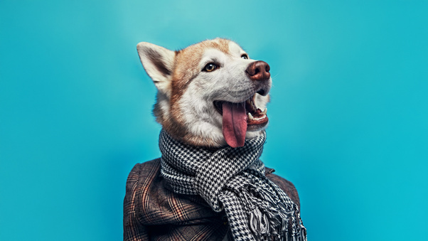 Dapper Husky Wallpaper