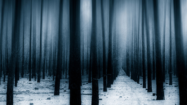 Dark Forest Woods Snow Winter 8k Wallpaper