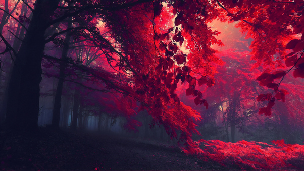 Dark Red Autumn Forest Wallpaper