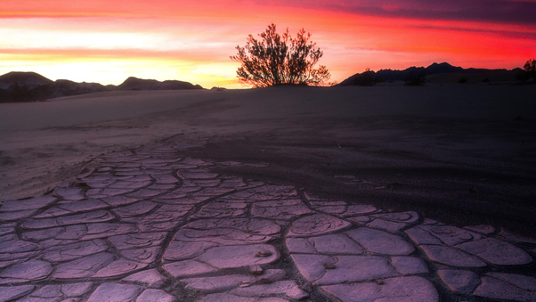 Death Valley Mud Crack Lone Tree 4k Wallpaper
