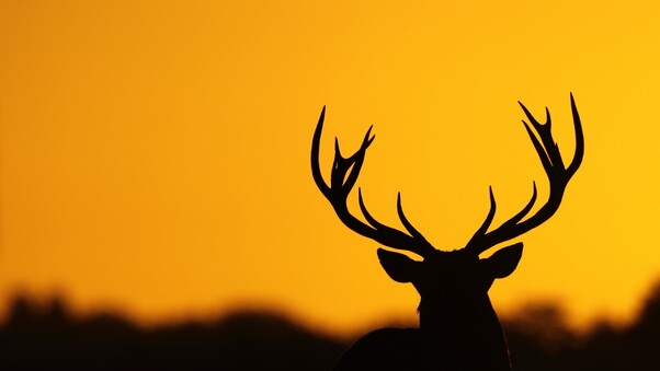 Deer Antler Silhouette Wallpaper