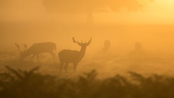 Deer Fog Dusk Sunset 4k Wallpaper