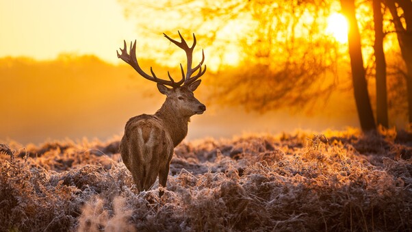 Deer In Forest Wallpaper