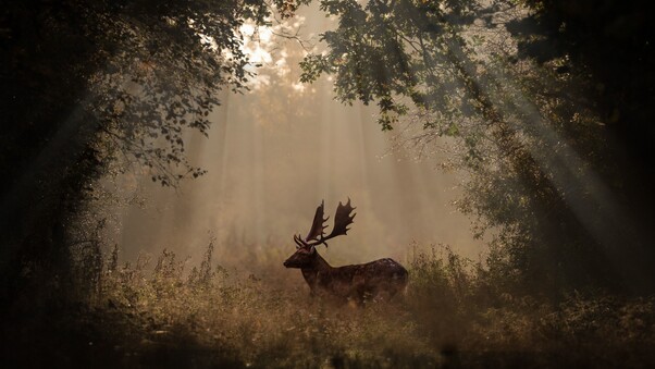 Deer Mammal Forest Sunbeams 4k 5k Wallpaper