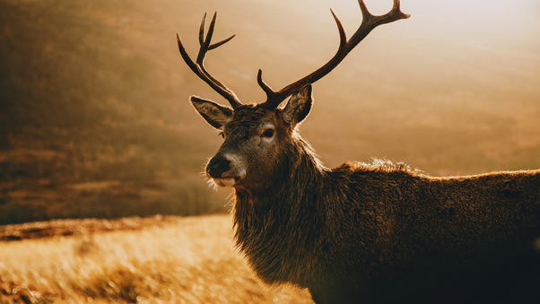 Deer Morning Landscape 4k Wallpaper