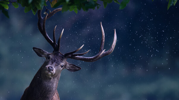 Deer Rain Maker Wallpaper