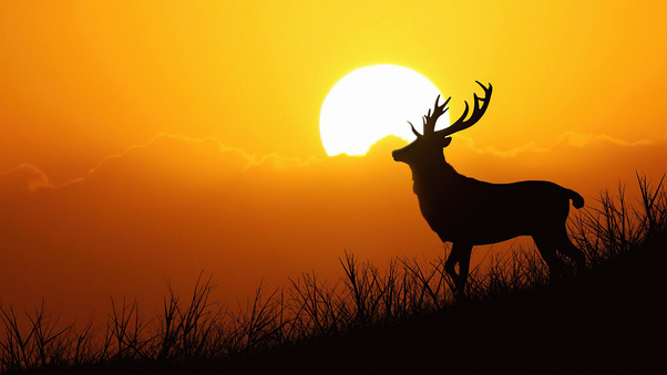 Deer Silhouette Evening 5k Wallpaper