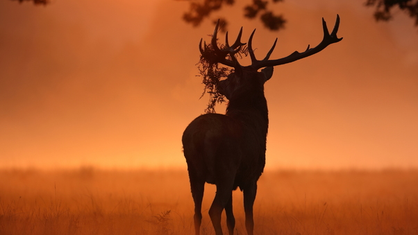 Deer Sunlight Nature Wallpaper